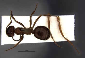 Media type: image;   Entomology 33835 Aspect: habitus dorsal view